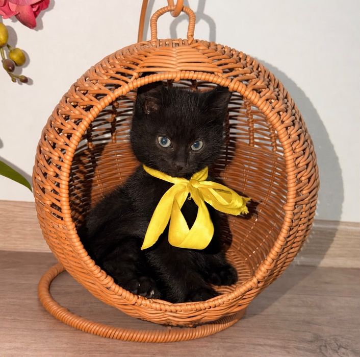 Котята милые и умные