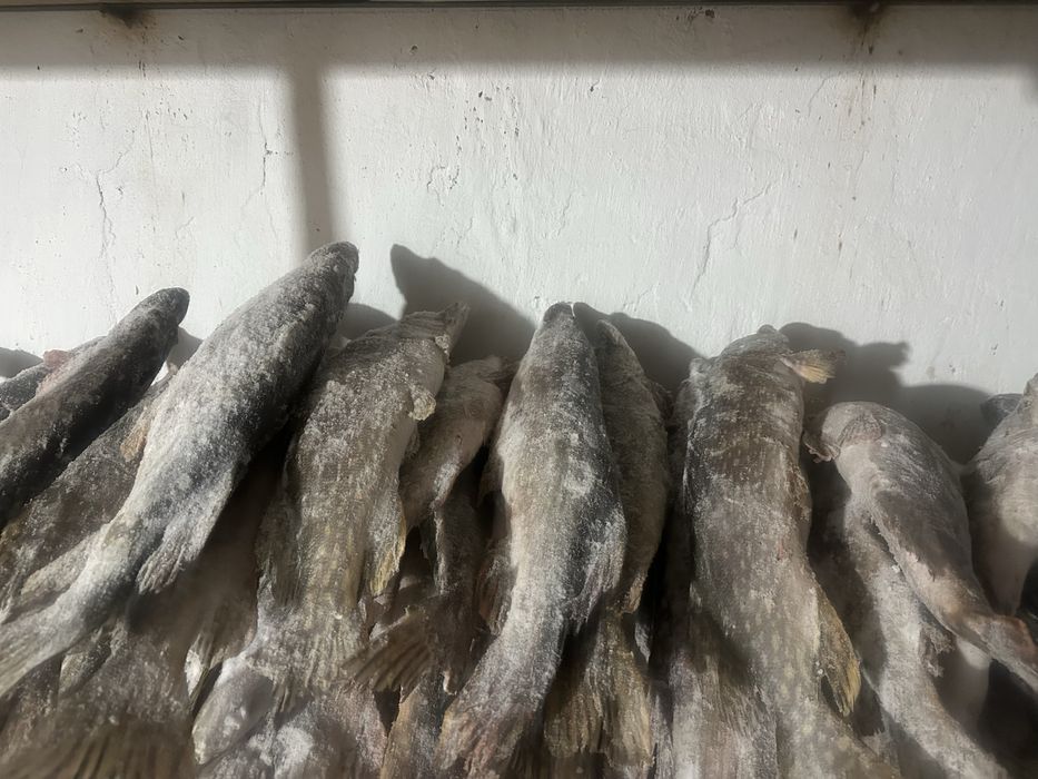 Свежая Шортан, Щука