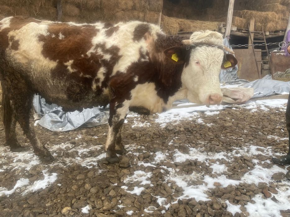 Vaca de vânzare gestantă