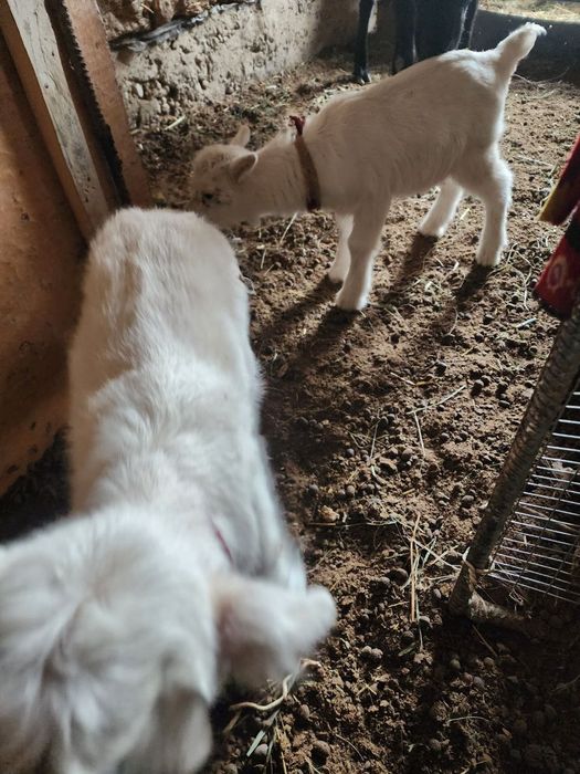 Echki bolalar sotiladi takachala 4dona