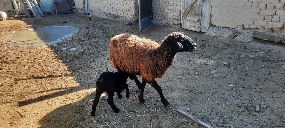 Уш козылы кой бар сатылатын