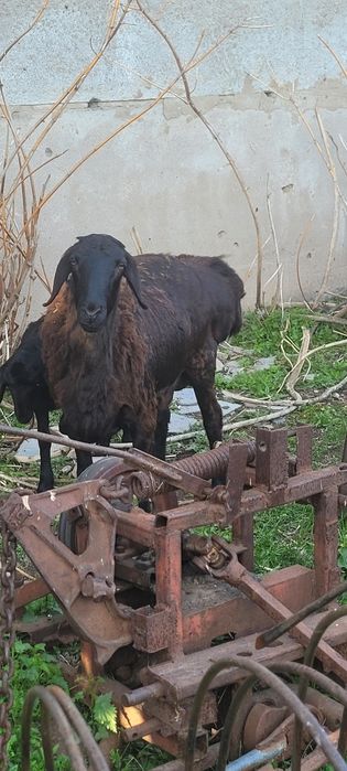 Продам Едильбайских баран