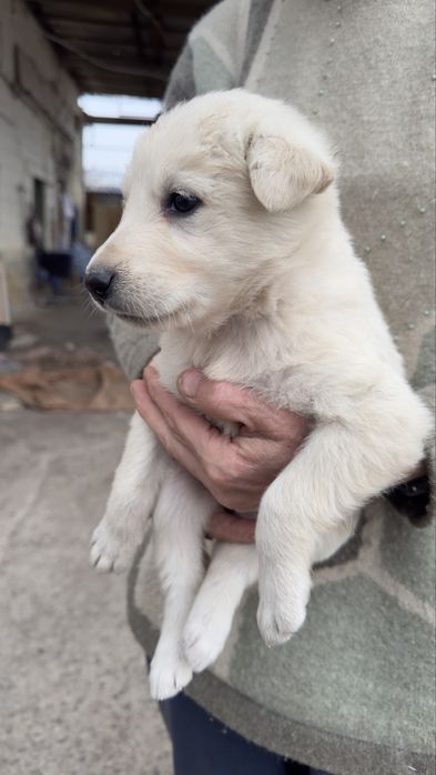 Отдам щенят в хорошие руки