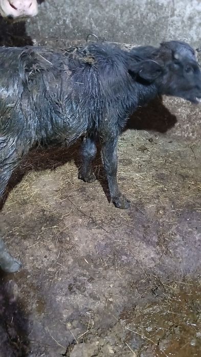 vand doua vitele de bivol