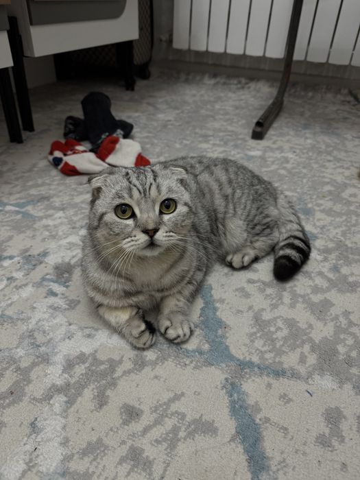 Томми ищет себе невесту