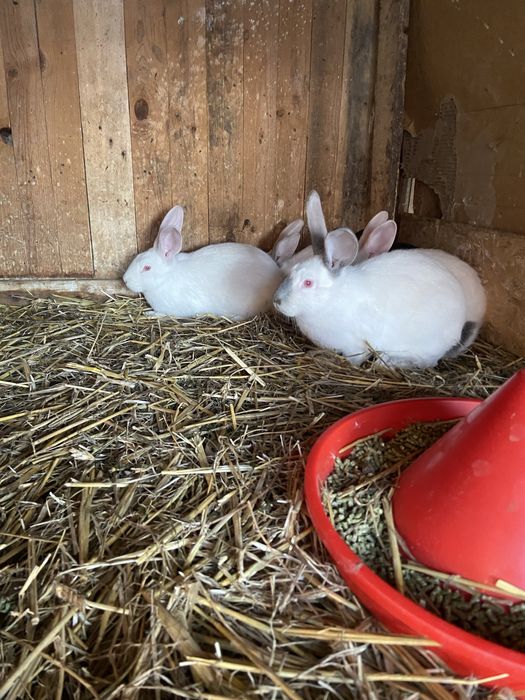 Pui de iepure……….