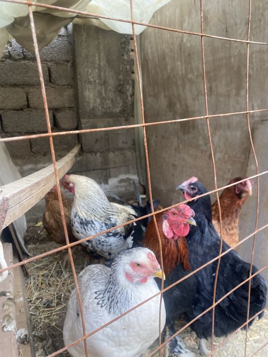 Har xil turdagi xorozlar