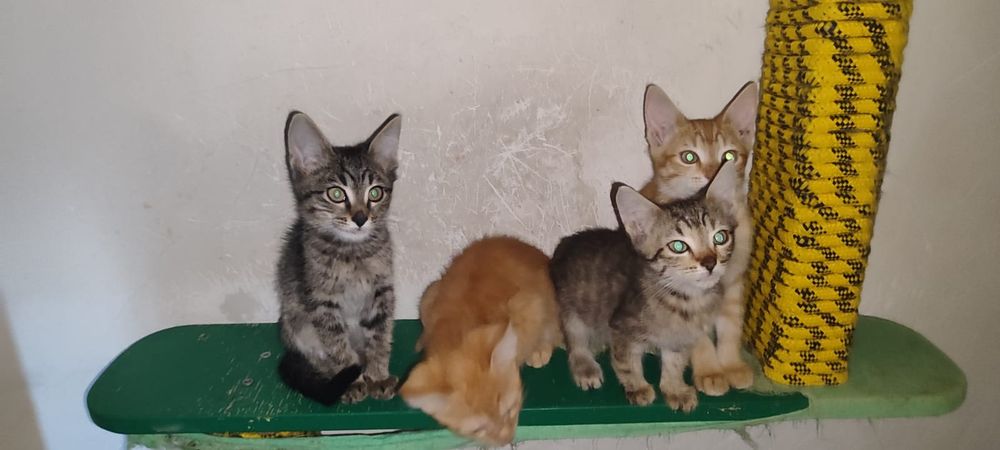 Котята мальчики 2 мес. с доставкой