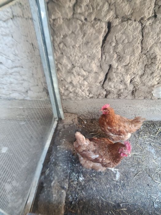 Tovuq sotiladi 2ta qoldi