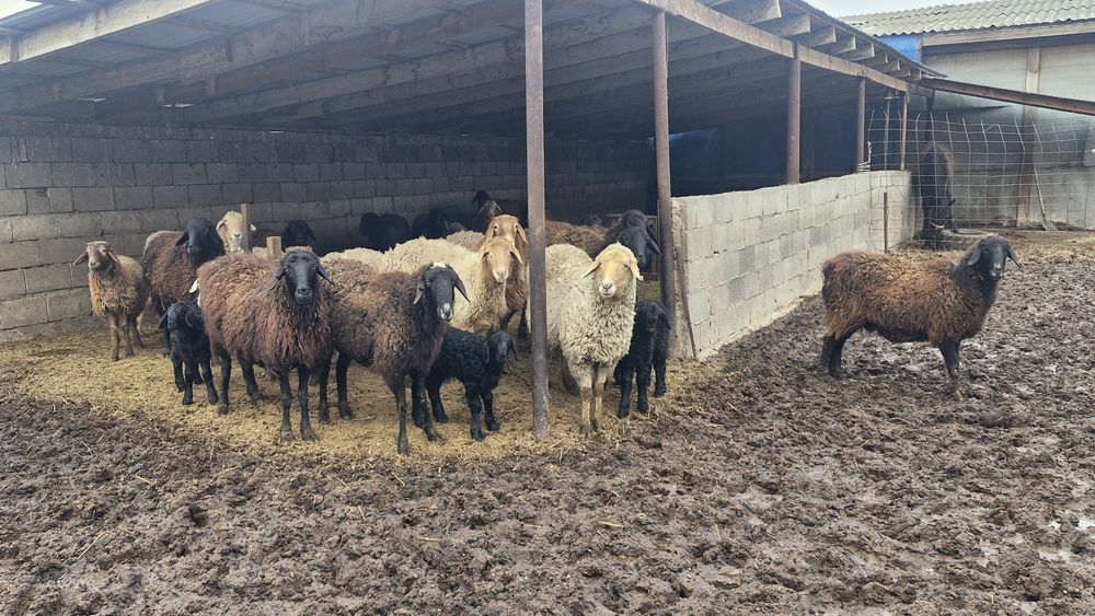 Буаз және козылы қойлар сатылады