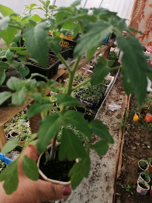 Рассада помидор, сортовые.