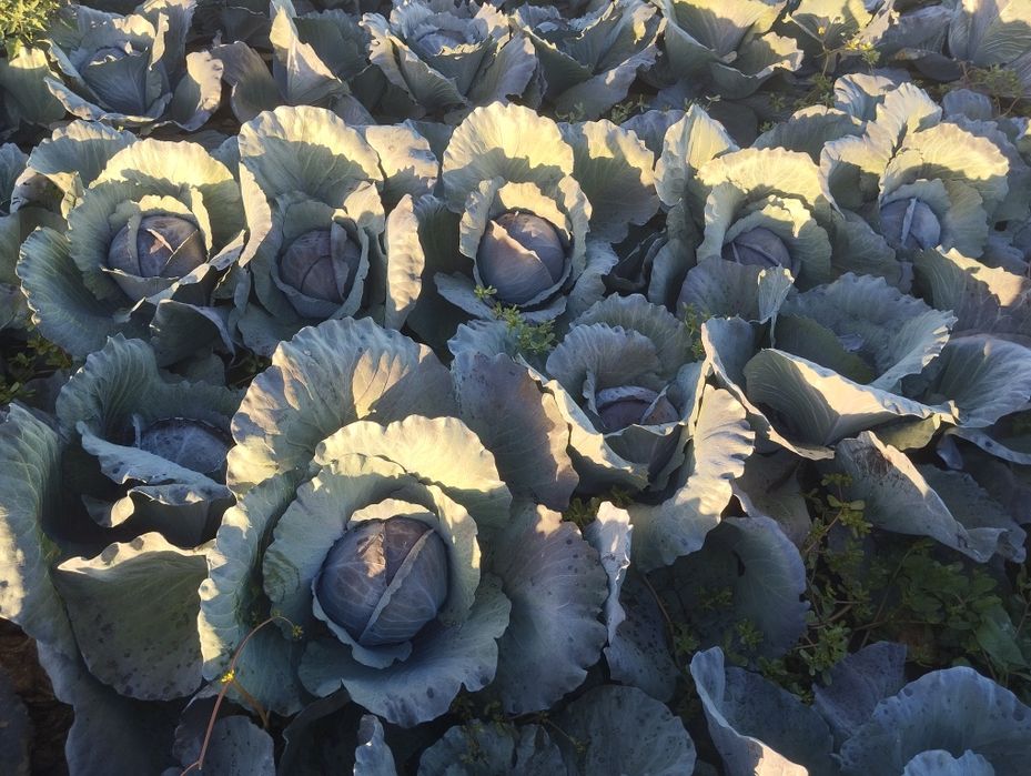 Продавам ЧЕРВЕНО ЗЕЛЕ на Едро.