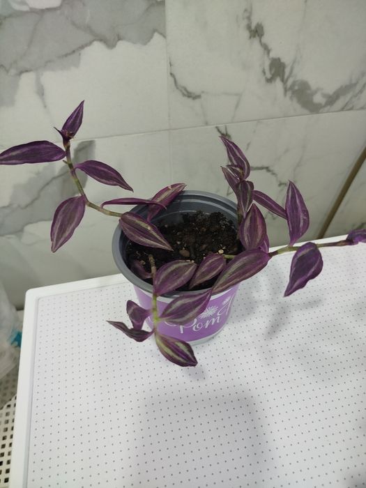 Продам традесканцию Пинк Парадайз