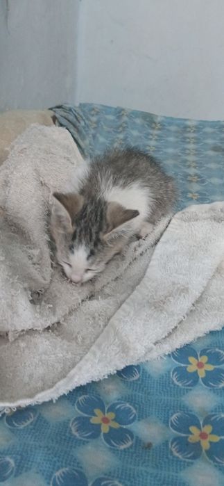 Отдадим котят в добрые руки
