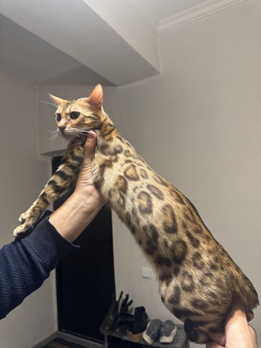 Bengal продается девочка