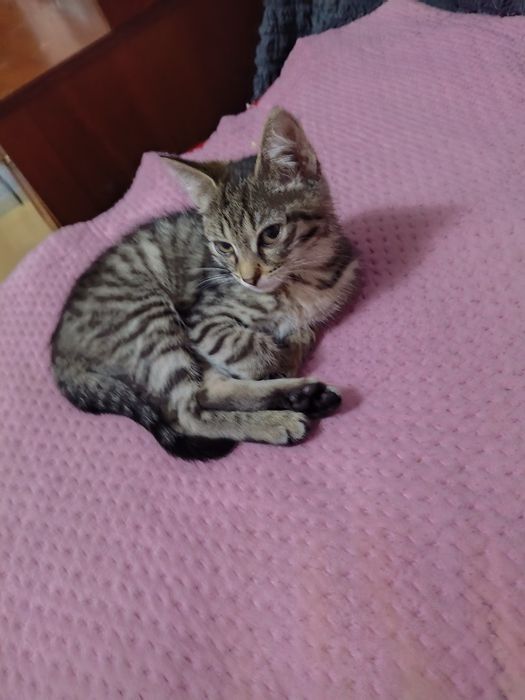 Отдам котенка 2 месяц