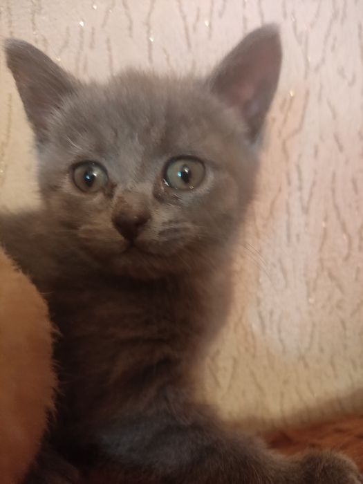 Отдам  котят в хорошим руки