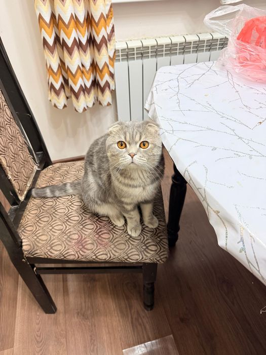 Шотландский кот, отдается даром