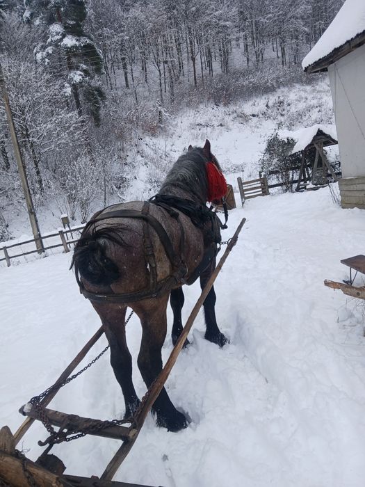 Armăsar de vânzare