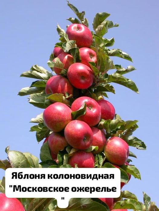 Продам саженцы  Россия