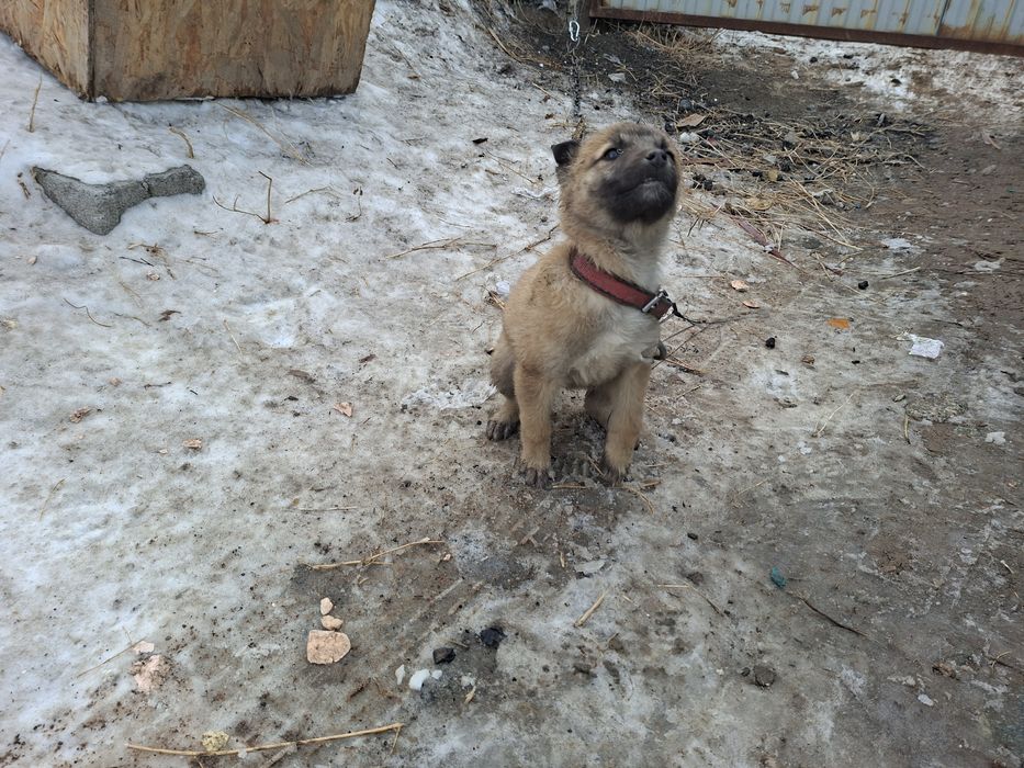 Малинуа Белгиская овчарка