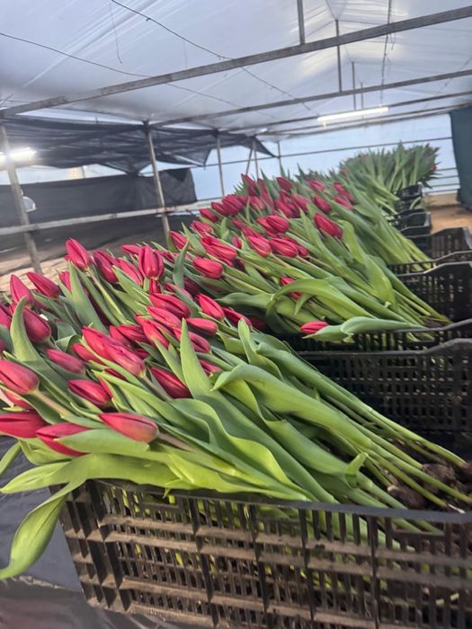 Тюльпаны оптом Алматы