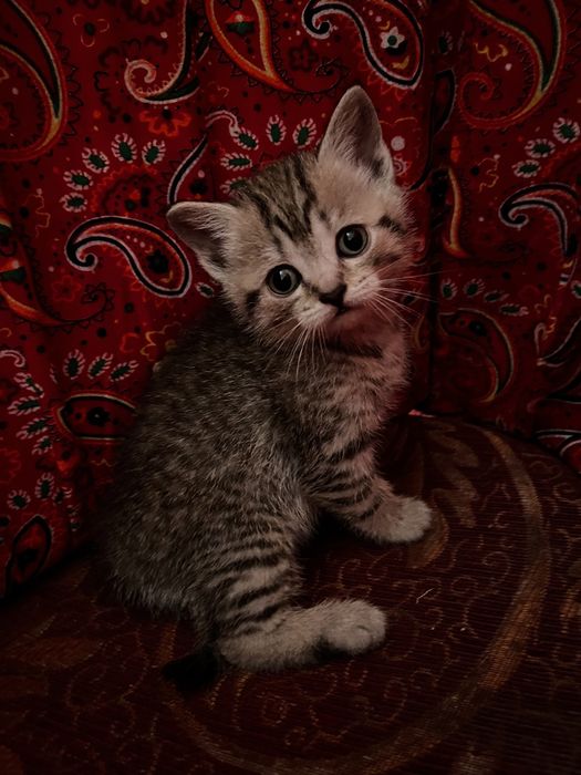 Котенок скотиш страйтт