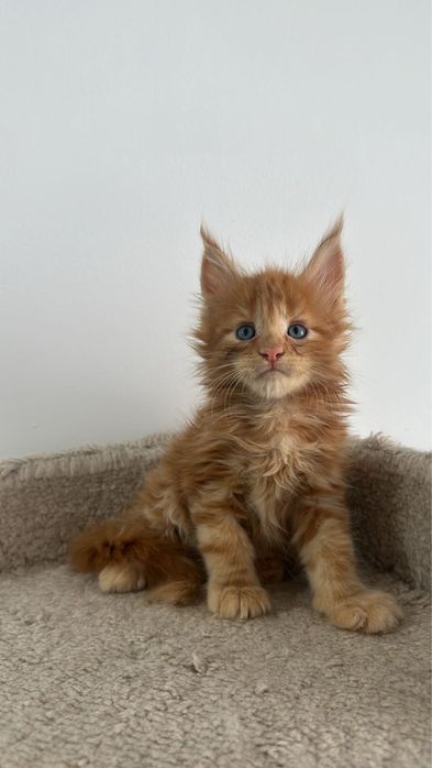 Мейн-Кун Продажа Питомник