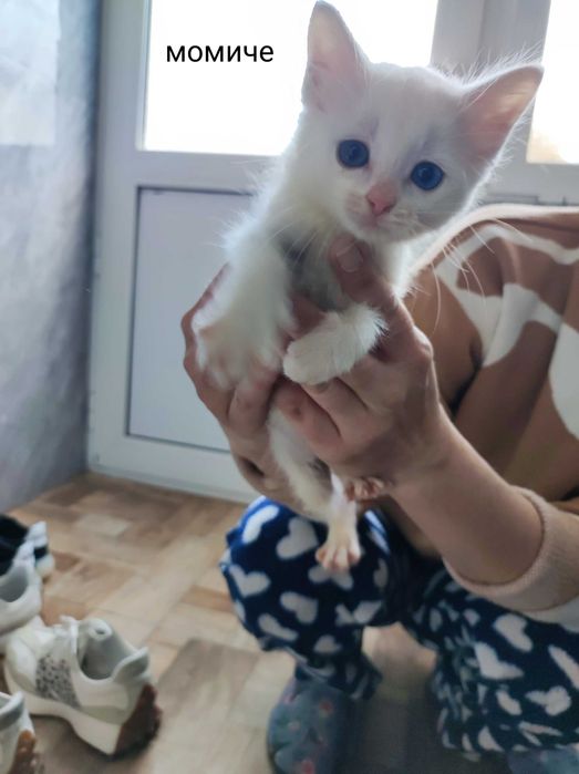 Подарявам котета