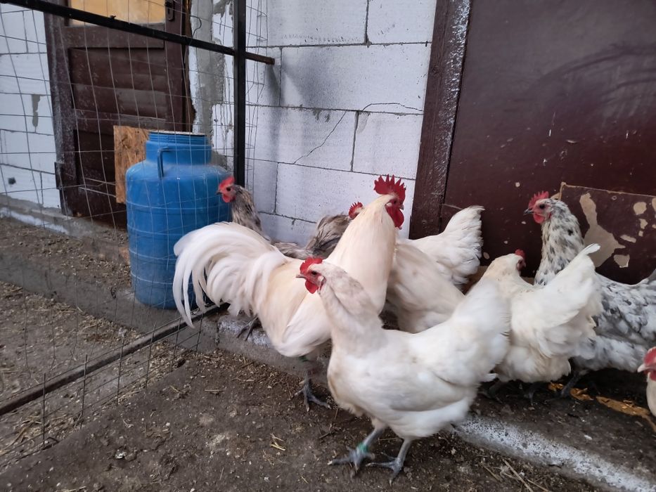 Oua incubat australorp alb