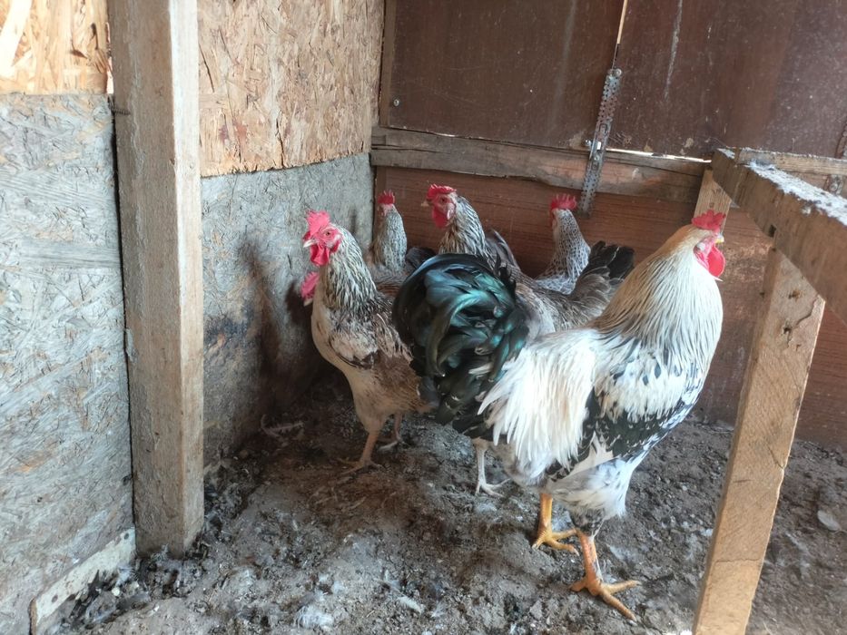 Продается куры разной пароды
