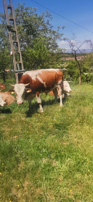 Taur bălțat de vânzare