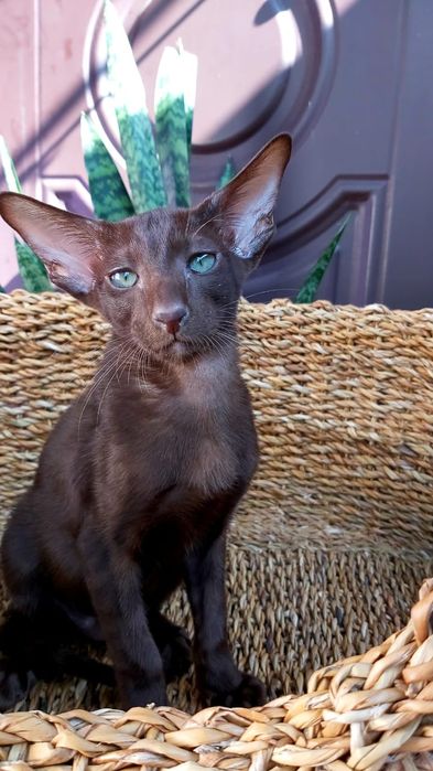 Ориентальный Котёнок ШОКОЛАД