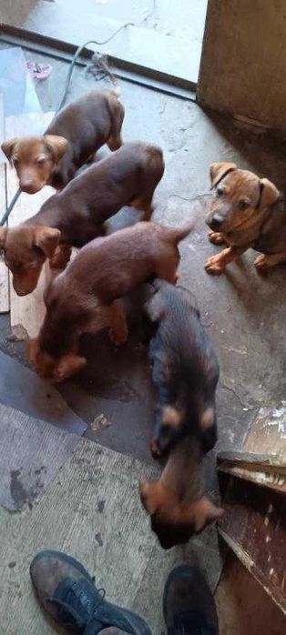 Подаряваме кутрета гончета (смес)