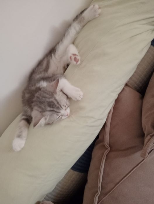 Британ. Котенок (девочка)
