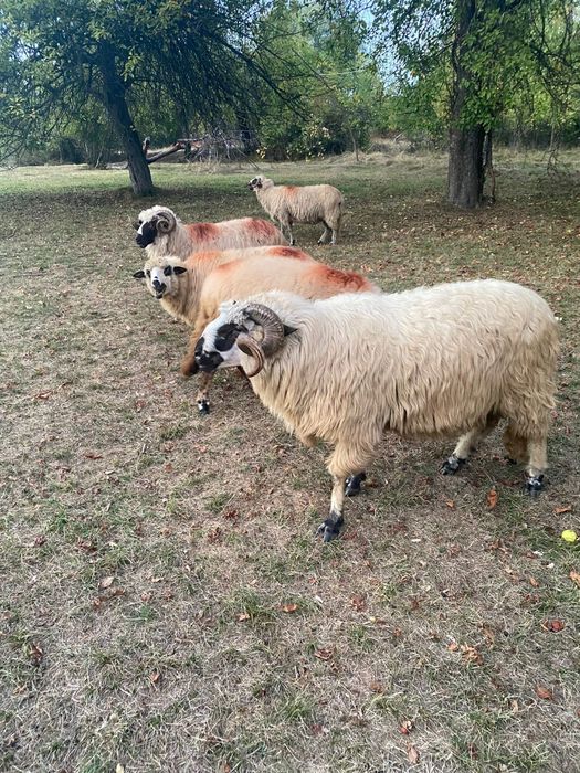 Oi, miei si capre de vanzare