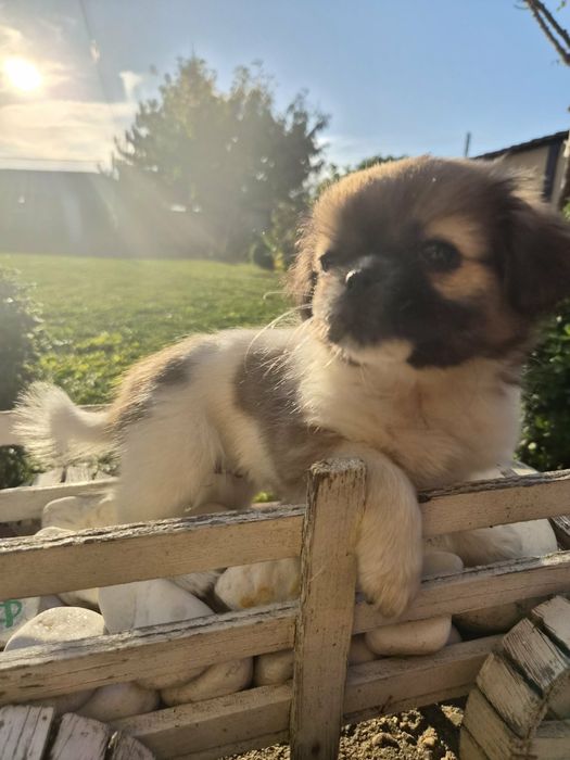 Кученца пекинези
