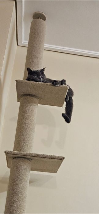 Катерушка за котка