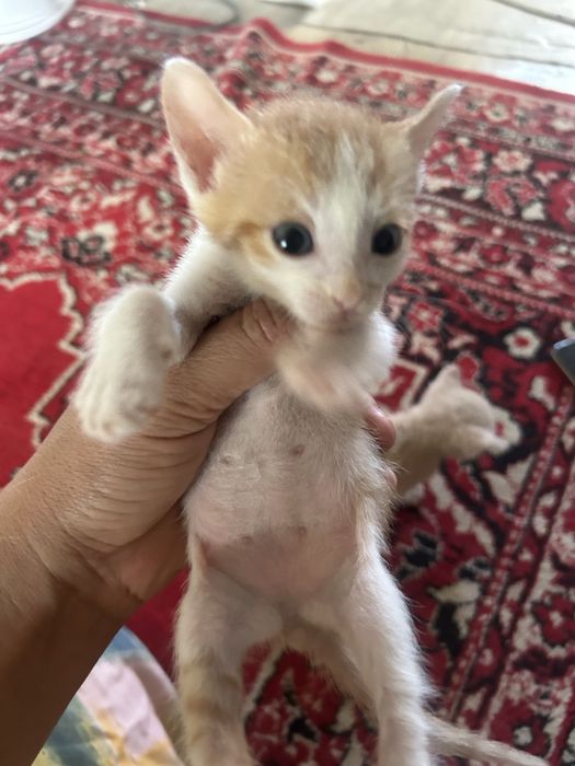 Отдам котят в хороших рук.