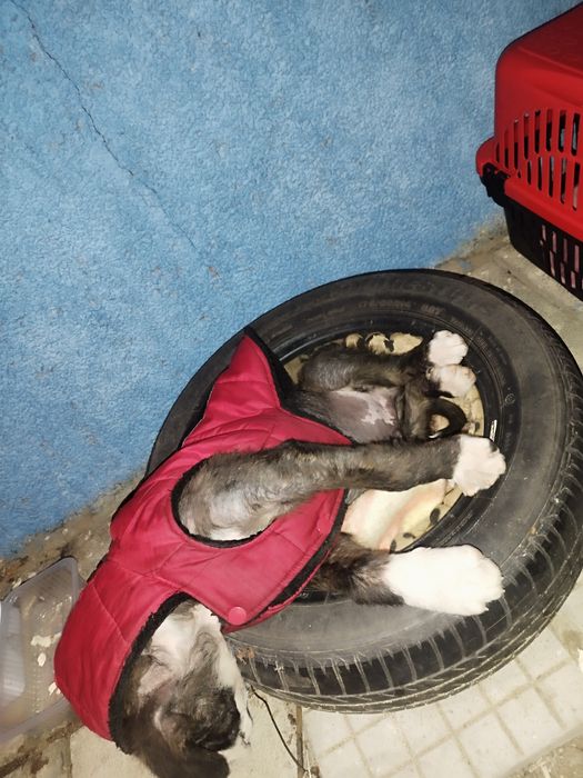 Малко кученце търси дом