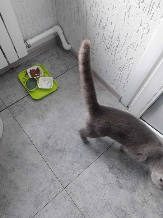 отдам в хорошие руки кота!