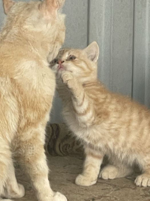 Продается 2 котенки мальчики