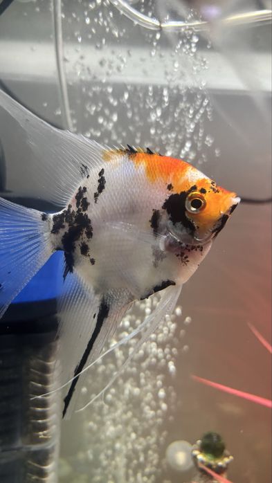 Продам рыбки для аквариума.