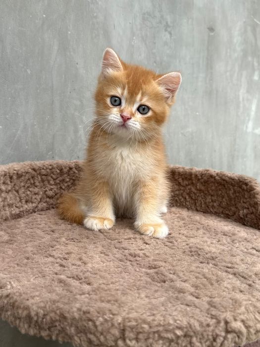 Британские котята.