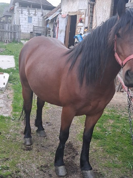 Iapă de vânzare foarte cuminte