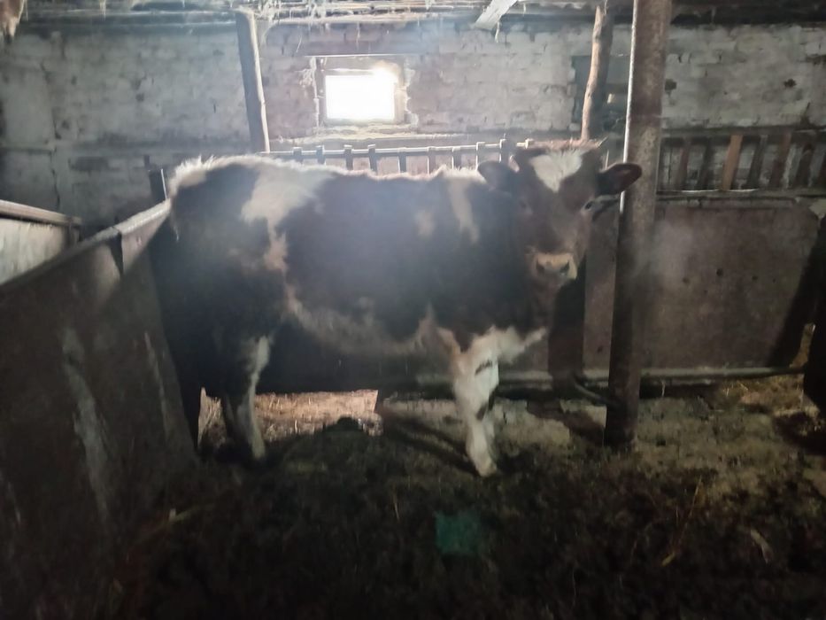 Продаём   тёлочку