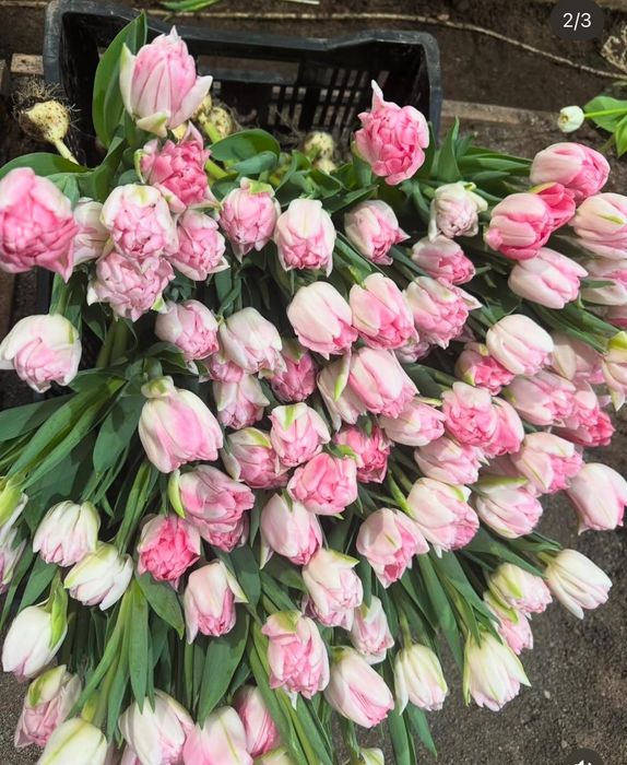 Тюльпаны оптом и в розницу