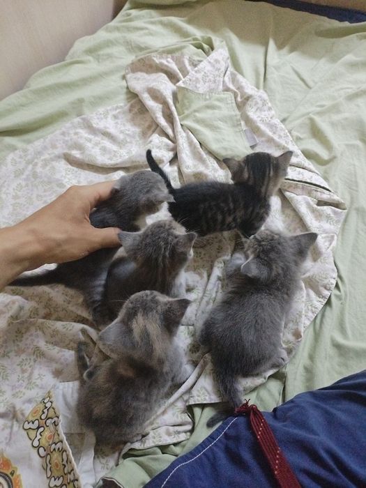 Пятеро котят, бесплатно