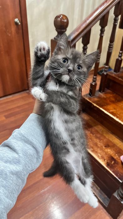 Котята девочки даром