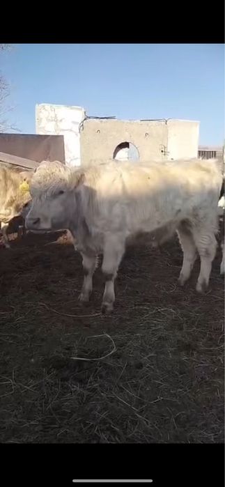 Аулиекольский бычок/Әулиекөл бұқа